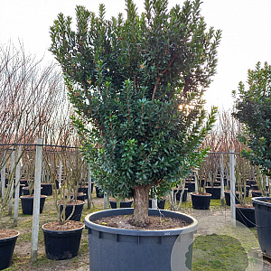 Arbutus unedo 200-250 cm cont. 1000L