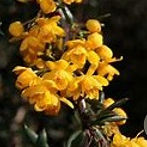 Berberis stenophylla 100-125 cm 20L