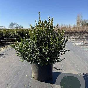 Buxus micr. 'Faulkner' 40-60 cm 20L
