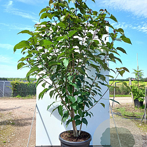 Clerodendrum trichotomum fargesii 200-250 cm 35L