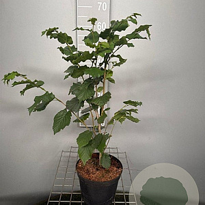Corylus avellana 60-80 cm 4,0L