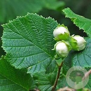 Corylus avellana 400-450 cm cont. 180L