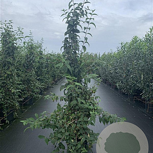 Deutzia hybrida 'Mont Rose' 175-200 cm 20L 3 stok