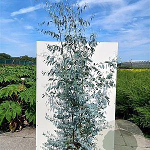 Eucalyptus gunnii Silverana 200-250 cm 20L