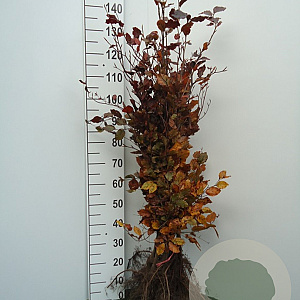 Fagus syl. 'Atropunicea' 80-100 cm wortelgoed geveerd