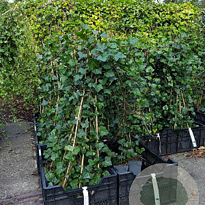 Hedera hibernica 80-100 cm P11 met stok