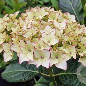 Hydrangea macrophylla 'Dolce France' 80-100 cm 35L