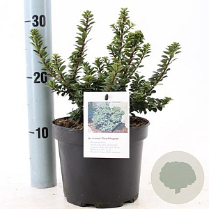 Ilex crenata 'Dwarf Pagoda' 15-20 cm 2,0L