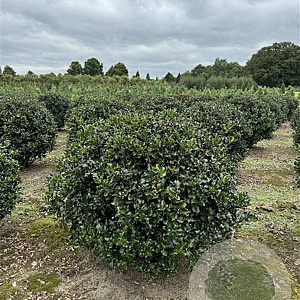 Ilex meserv. 'Blue Angel' 80-90 cm met kluit bol
