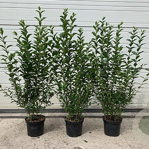 Ligustrum ovalifolium 60-80 cm 4,0L