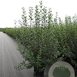 Ligustrum vulgare 100-125 cm 12L