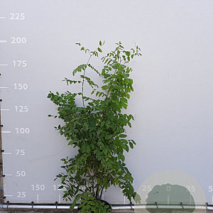 Maackia amurensis 100-125 cm 20L