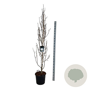 Magnolia kobus Isis 225-250 cm 30L extra