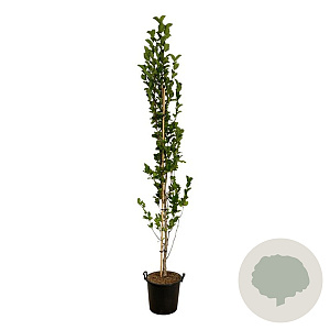 Magnolia kobus Isis 225-250 cm 30L extra