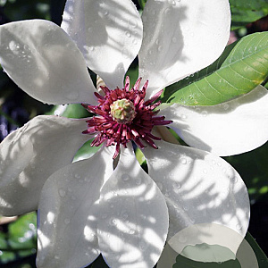 Magnolia wiesneri 125-150 cm 50L