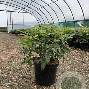 Mahonia aquifolium 20-25 cm 4,0L