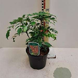 Mahonia 'Cabaret' 60-70 cm 20L