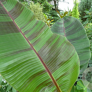 Musa sikkimensis 'Red Tiger' 200-250 cm 20L