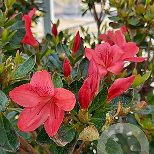 Rhododendron (AJ) 'Aladdin Scout' 80-100 cm 20L breed