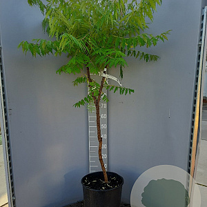 Rhus typhina Tiger Eyes 80-100 cm 20L