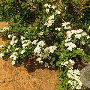 Spiraea nipponica 40-60 cm wortelgoed struik