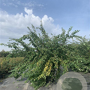 Spiraea nipponica 125-150 cm 20L