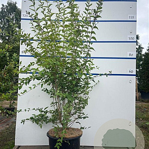 Syringa microphylla 'Superba' 125-150 cm 20L