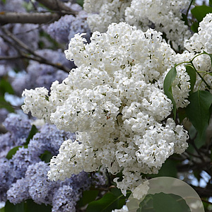 Syringa v. 'Alba' 125-150 cm cont. 90L