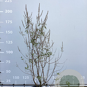 Vitex agnus-castus latifolia 125-150 cm 35L