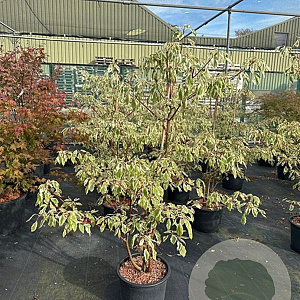 Cornus controversa 'Variegata' 125-150 cm 20L