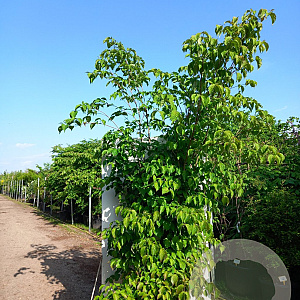 Cornus kousa chinensis 200-250 cm cont. 110L