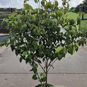 Cornus k. 'Milky Way' 125-150 cm 20L