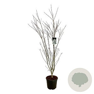 Cornus k. 'Weisse Fontaine' 150-175 cm 30L extra