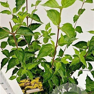 Cornus mas 60-80 cm 4,0L