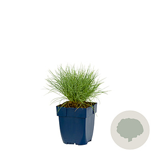 Festuca glauca GM  P11