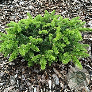 Abies cephalonica 'Meyer's Dwarf' 30-40 cm 7,5L