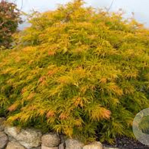 Acer palmatum 'Green Globe' 250-300 cm cont. 180L