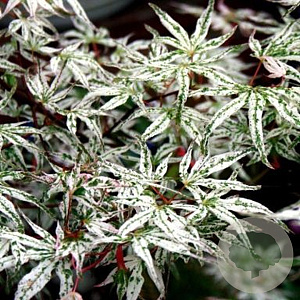 Acer palmatum 'Ukigumo' 150-175 cm 20L