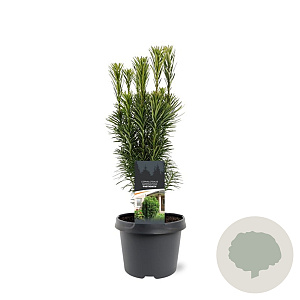 Cephalotaxus h. 'Fastigiata' 30-40 cm 3,0L