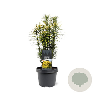Cephalotaxus h. 'Korean Gold' 30-40 cm 3,0L