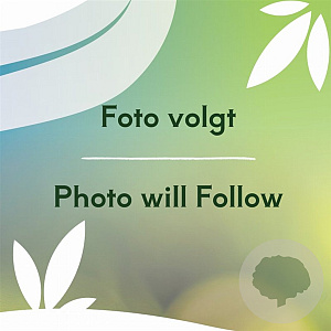 Cephalotaxus h. 'Taranto' 30-40 cm 5,0L