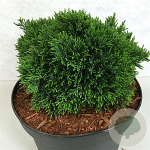 Chamaecyparis l. 'Green Globe' 20-25 cm 3,0L