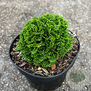 Chamaecyparis obtusa 'JR' 15-20 cm 2,0L