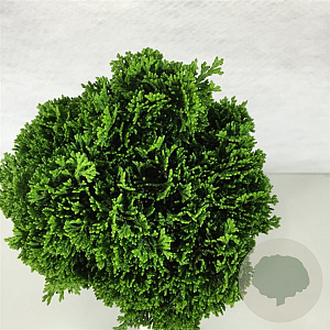 Chamaecyparis o. 'Minima' 15-20 cm 2,0L