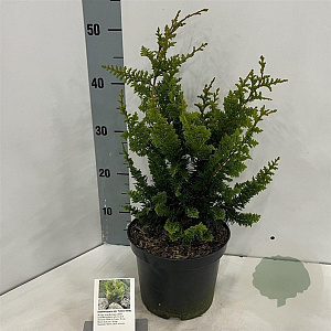 Chamaecyparis o. 'Yel. Teddy Bear' 20-25 cm 3,0L