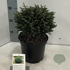 Chamaecyparis p. 'Blue Moon' 20-25 cm 3,0L