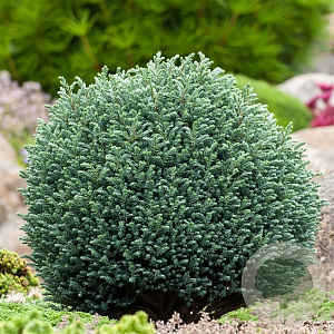 Chamaecyparis p. 'Blue Moon' 20-25 cm 3,0L