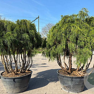 Chamaecyparis p. 'Filifera Aurea' 200 cm container meerstammig 200 cm stam