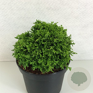 Chamaecyparis pis. 'Tsukumo' 20-25 cm 3,0L