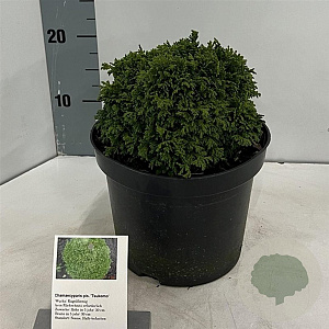 Chamaecyparis pis. 'Tsukumo' 20-25 cm 3,0L